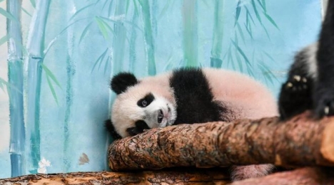 Посетители Московского зоопарка могут увидеть маленькую панду Катюшу