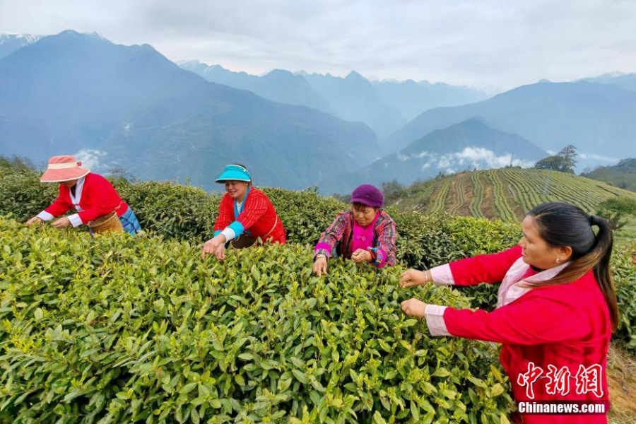 На фотографии - 20 марта жители деревни Гэлинь уезда Медог округа Ньингчи Сицзанского автономного района собирают весенний чай. На их фоне - высокогорные плантации Медога.