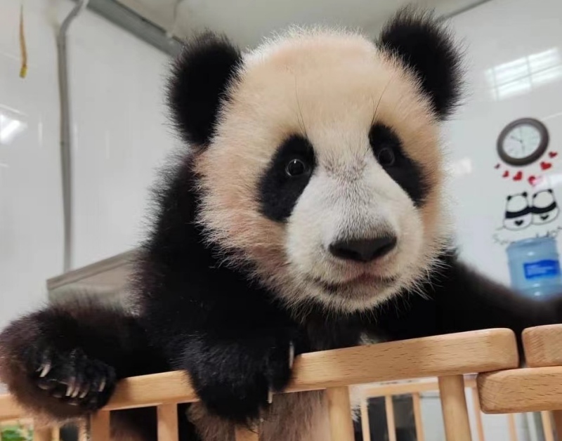 ?Я расту!?: дневник развития малышки-панды Катюши