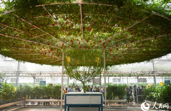 Открылась 25-я Китайская международная научно-техническая выставка овощеводства